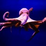 Why octopus blood is blue