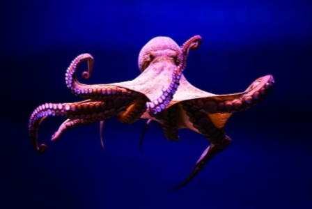 Why octopus blood is blue